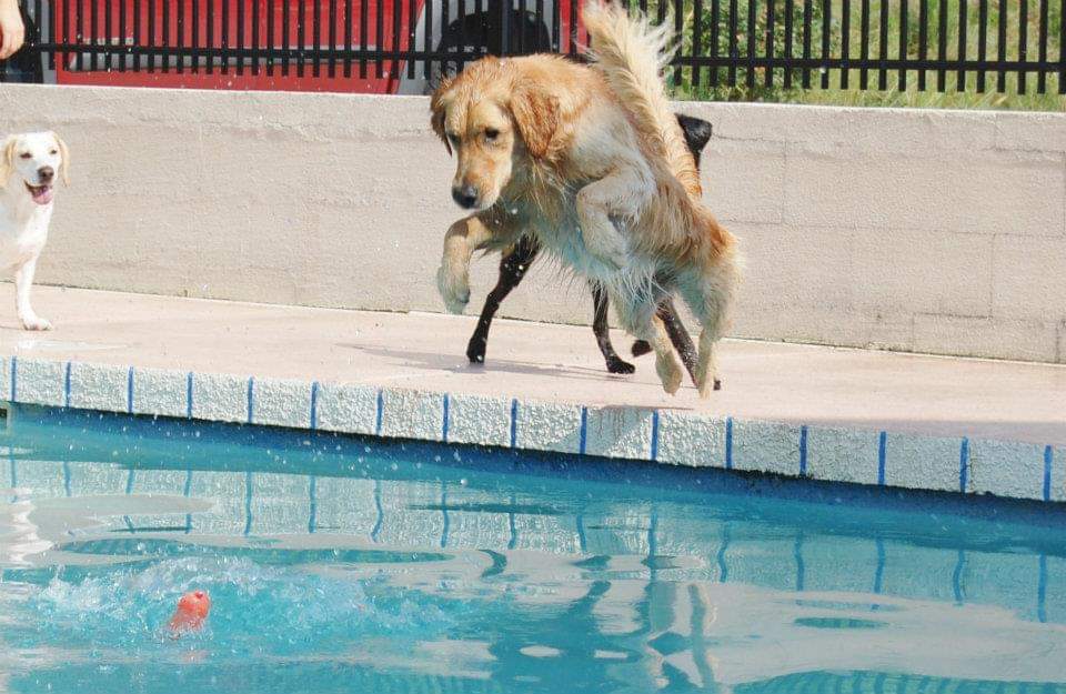 Happy golden retriever playing and jumping into a pool at the pet boarding facility near Chattanooga, TN
