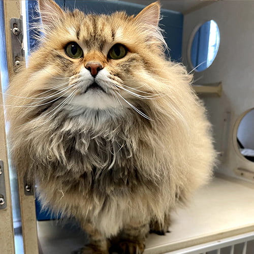 Happy long-haired fluffy cat at the pet boarding facility near Chattanooga, TN