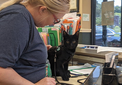 Wolftever Make An Appointment