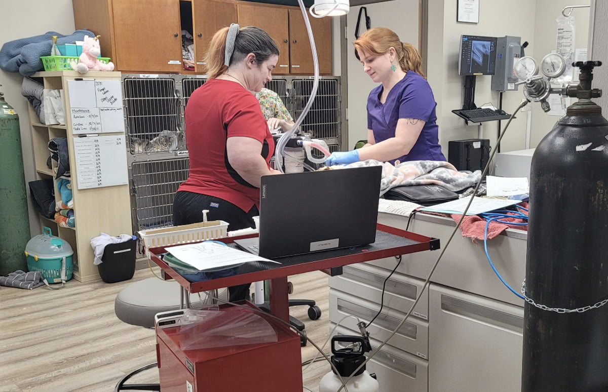 Veterinarian and staff performing spay & neuter procedure in WPWG facility near Chattanooga, TN.