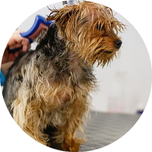 Dog Grooming Services