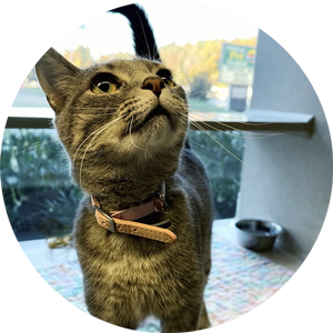 cat in a boarding suite