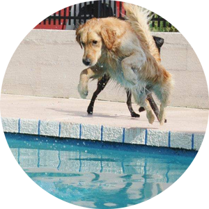 dog jumping into pool