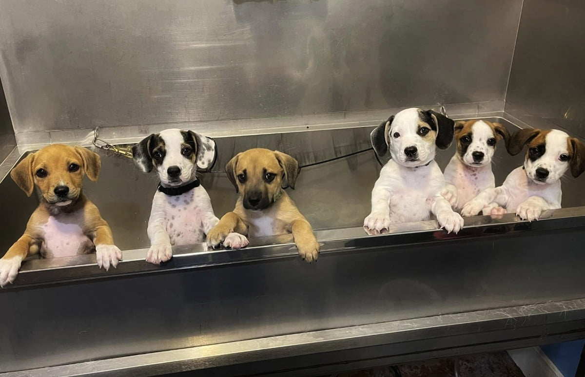 A litter of puppies in a bathtub receiving pet grooming in Chattanooga, TN